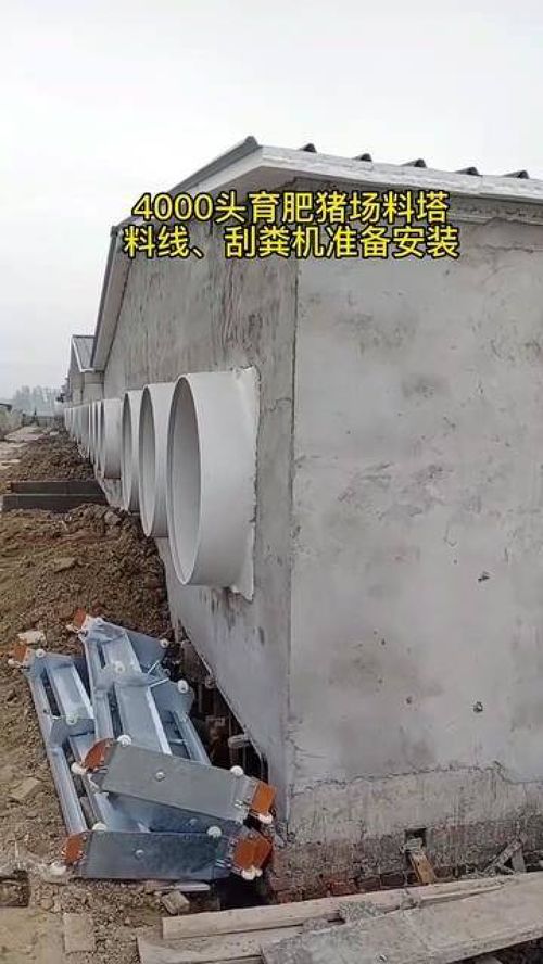 江蘇淮安4000頭育肥豬場養豬設備料塔料線 熱鍍鋅刮糞機準備安裝 料塔料線 養豬設備